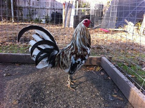 <b>For</b> <b>Sale</b> Poultry (Oak Hill, Ohio) 9 Buff Orpington hens and 1 Rooster, $9. . Gamefowl for sale on craigslist near missouri